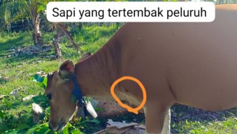 Senjata Api Diduga Bebas Digunakan Oknum untuk Berburu dan Tembak Sapi