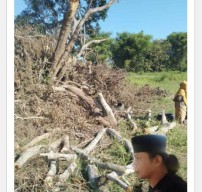 Pohon Milik Warga Di Tebang Secara Brutal, LSKAP Siap Dampingi Ke Jalur Hukum