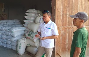 Beras Lokal Dataran Waeapo Puluhan Ton Dibeli Pihak Bulog