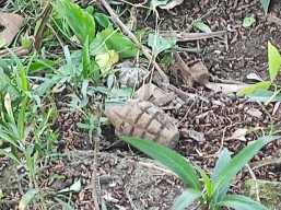 Temuan Granat Nanas di Taman depan Gereja Kristus Raja Surabaya