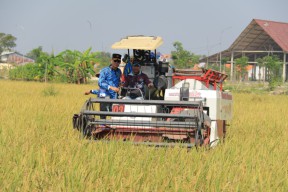 10 Ton Padi dari Panen Raya di SAE Lapas Lamongan, Wujud Nyata Implementasi Program Asta Cita Presiden