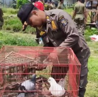 Polisi & Satpol PP Obrak Doroan Tabanan Karangpoh Tandes