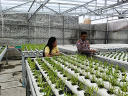 thumbnail Tingkatkan Ekonomi Warga, Bhabinkamtibmas Kedurus Dampingi Petani Hidroponik Panen Kangkung 