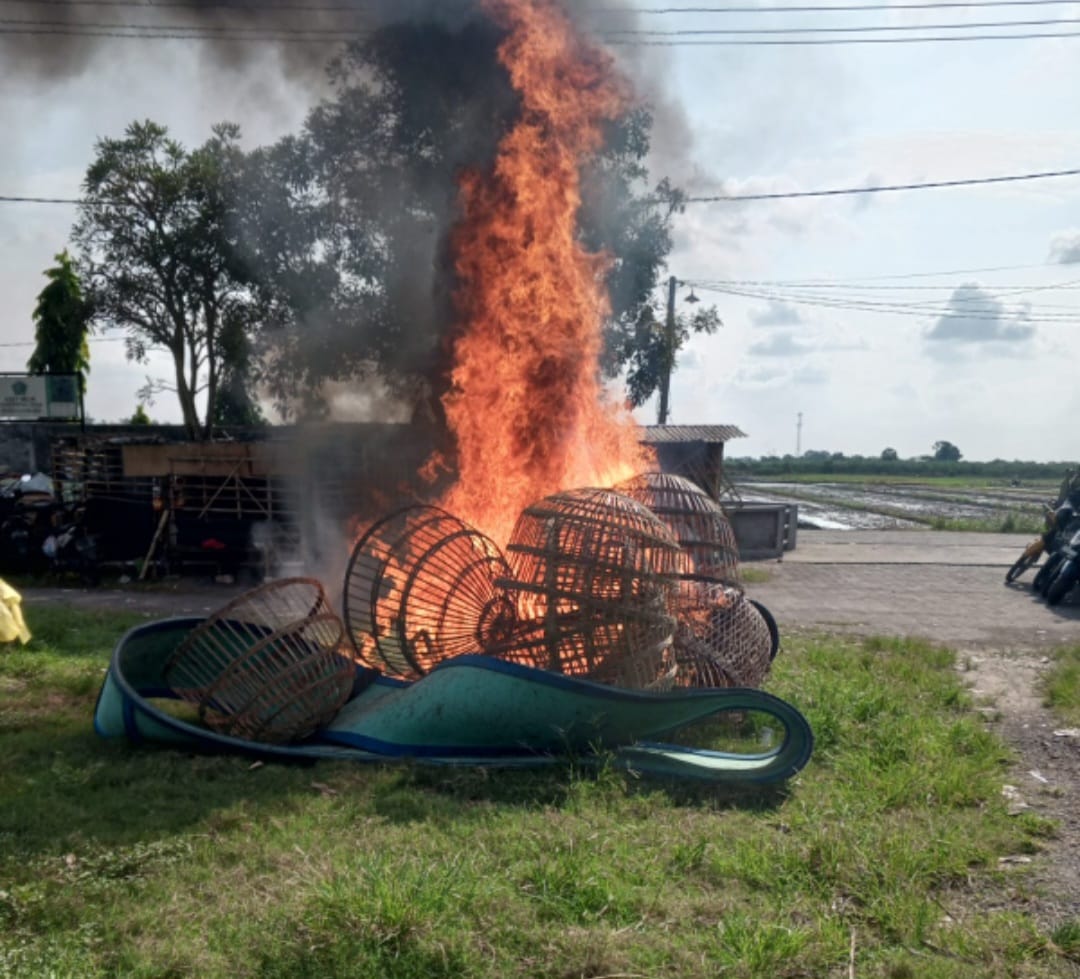Arena Sabung Ayam Ngaglik Krian 